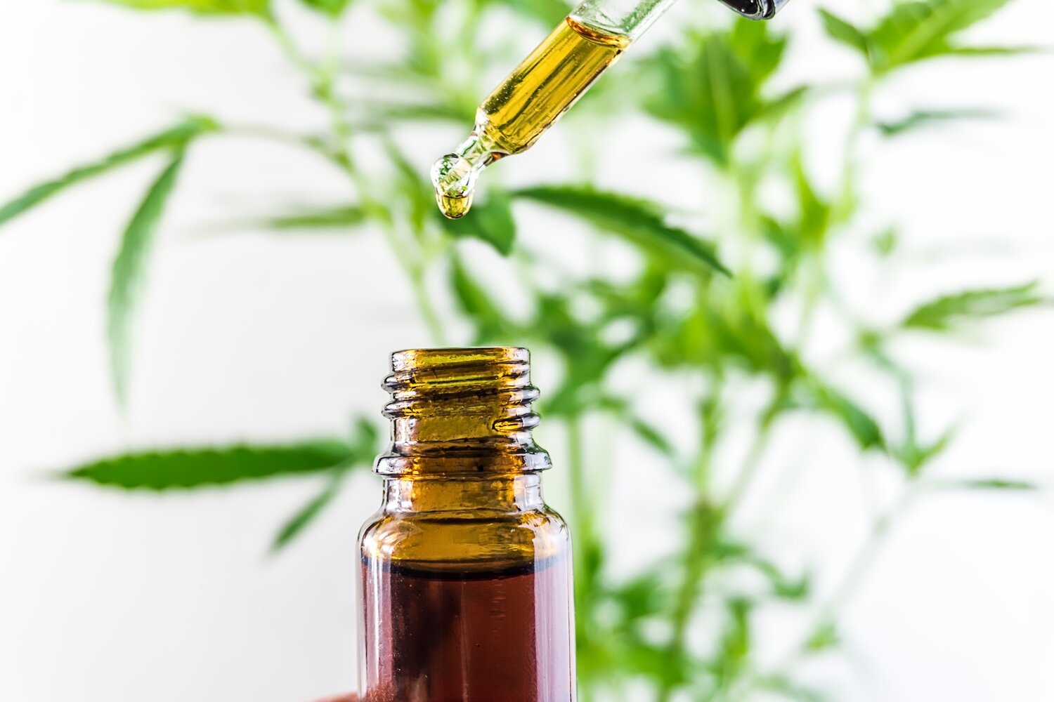 rsz_close-up-of-cannabis-cbd-oil-against-marijuana-pla-2025-01-09-15-28-57-utc